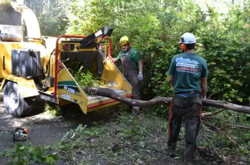 tree services Pace